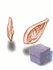 Elven Ears Box