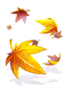 Costume Maple Which Falls