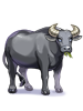 Costume Carabao